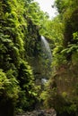 Los Tilos waterfall at La Palma