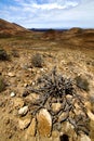 In los volcanes lanzarote spain plant flower