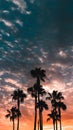 Los ÃÂngeles California palm trees