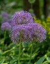 ÃÂ¡lose up of an Alium Gigantium Flower