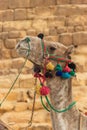 ÃÂ¡lose-up of camel on Giza pyramid background