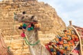 ÃÂ¡lose-up of camel on Giza pyramid background