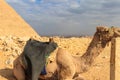 ÃÂ¡lose-up of camel on Giza pyramid background