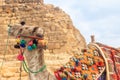 ÃÂ¡lose-up of camel on Giza pyramid background