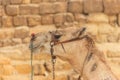 ÃÂ¡lose-up of camel on Giza pyramid background