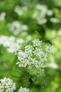 ÃÂ¡lose-up Close-up white little flowers Royalty Free Stock Photo