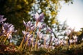 ÃÂ¡lose up of Colchicum autumnale/ Crocus - autumn flower on the field