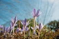 ÃÂ¡lose up of Colchicum autumnale/ Crocus - autumn flower on the field, tree on blurred background, bottom view