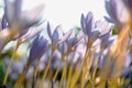 ÃÂ¡lose up of Colchicum autumnale/ Crocus - autumn violet flower on the field, selective soft focus, bottom view