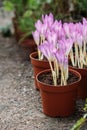 ÃÂ¡lose up of Colchicum - spring flower seedlings at greenhouse