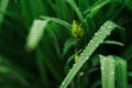 ÃÂ¡lose up drops of water on wet grass after rain. Dew or raindrops on green leaves. beautiful cool color.