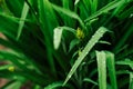 ÃÂ¡lose up drops of water on wet grass after rain. Dew or raindrops on green leaves. beautiful cool color. Fresh plants background. Royalty Free Stock Photo