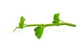 Lose up fresh of Cissus Quadrangularis Linn. Edible - Stemed Vine  herb for pain treatment on white background.Saved with Royalty Free Stock Photo