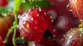 ?lose-up of an gooseberries with water drops