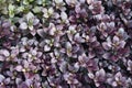 Lose-up image of Purple Prince Joyweed plant