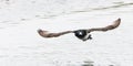 lose up of an incoming flying male Tufted Duck, Aythya fuligula,