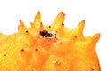lose up of kiwano - studio shot Royalty Free Stock Photo