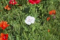 ÃÂ¡lose up of red poppy flowers in a field. Flower poppy flowering on background poppies flowers Royalty Free Stock Photo