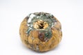 Close-up of a rotten pumpkin covered with green and white mold on a white background Royalty Free Stock Photo