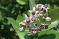 Lose up Selective Focus of Beautiful Purple Calotropis Flowers is a genus of flowering plants Royalty Free Stock Photo