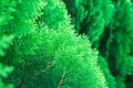 Lose up texture of small green leaves Chinese Arborvitae or Orientali Arborvitae