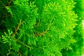 Lose up texture of small green leaves Chinese Arborvitae or Orientali Arborvitae