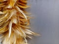 Close up view of brown feather duster Royalty Free Stock Photo