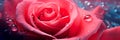 lose-up view of a dew-kissed rose petal, capturing its delicate beauty. Royalty Free Stock Photo