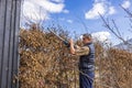 ?lose-up view of a man trimming bushes with an electric hedge trimmer in the garden of a villa on an early spring day. Royalty Free Stock Photo