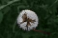 ÃÂ¡lose-up of white dandelion on a background of green grass