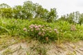 Lose up wild red clover, Trifolium pratense