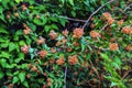 ÃÂ¡lose-up of wilted flowers of linnea amabilis or beauty bush with green hairy seed pods Royalty Free Stock Photo