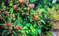 ÃÂ¡lose-up of wilted flowers of linnea amabilis or beauty bush with green hairy seed pods Royalty Free Stock Photo