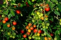 Losetto cherry tomato plant. Royalty Free Stock Photo