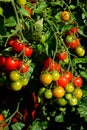 Losetto Cherry Tomatoes ripening. Royalty Free Stock Photo