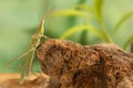 ÃÂ¡loseup Acrida climbs on the snag on green leafs background Royalty Free Stock Photo