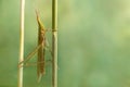 ÃÂ¡loseup Acrida oxycephala climbs on the twig on green leafs background. Royalty Free Stock Photo