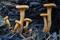 ÃÂ¡loseup of forest autumn orange mushrooms in macro Royalty Free Stock Photo