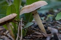 ÃÂ¡loseup of forest autumn mushrooms in macro Royalty Free Stock Photo