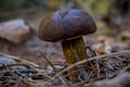 ÃÂ¡loseup of forest autumn edible brown mushroom in macro Royalty Free Stock Photo