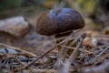 ÃÂ¡loseup of forest autumn edible mushrooms in macro Royalty Free Stock Photo