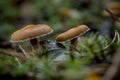 ÃÂ¡loseup of forest autumn two brown mushroom in macro Royalty Free Stock Photo