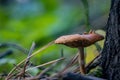 ÃÂ¡loseup of forest autumn mushrooms in macro Royalty Free Stock Photo