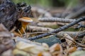 ÃÂ¡loseup of forest autumn orange mushroom in macro Royalty Free Stock Photo