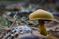 ÃÂ¡loseup of forest autumn velvet mushrooms in macro Royalty Free Stock Photo