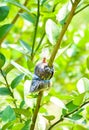 Loseup of graft on lime tree branch