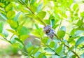 Loseup of graft on lime tree branch, agricultural technique