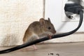 Closeup mouse gnaws wire in an apartment house on the background of the wall and electrical outlet Royalty Free Stock Photo