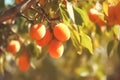 Closeup photo of bunch of ripe apricots hanging on an apricot tree branch in sunlight. Royalty Free Stock Photo