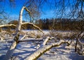 Loshitsa park, Minsk Belarus Royalty Free Stock Photo